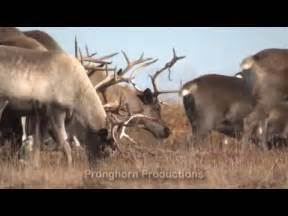 Wildlife and Animals of the Alaska Seward Peninsula - YouTube