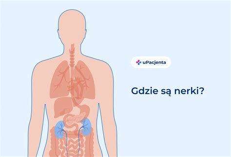 Ból nerek – gdzie i dlaczego bolą nerki?