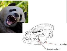 Structural Adaptations - Giant Panda