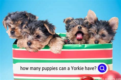 How Many Puppies Can A Yorkie Have? - Oodle Life