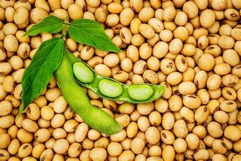 Non Gmo Soybean Seed For Sale - NEOTEX INDUSTRIA E COMERCIO, IMPORTACAO ...