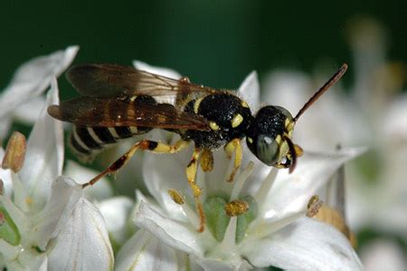 Solitary wasps | UMN Extension