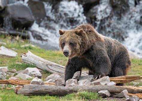 Yellowstone Guide: Gejsere og vilde dyr i Yellowstone