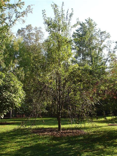 How should I prune this overgrown pear tree? - Gardening & Landscaping Stack Exchange