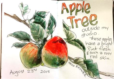 Drawing of Apple Trees in my Garden | Shoo Rayner Children's Author ...