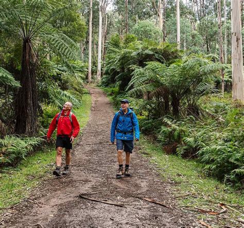 Dandenong Ranges National Park, Мельбурн: лучшие советы перед ...