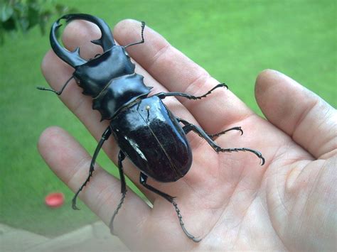 Giant Stag Beetle by Skeletox | Stag beetle, Beetle, Insect tattoo