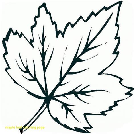 Sugar Maple Leaf Drawing | Free download on ClipArtMag