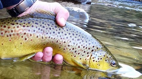 Spawning trout are a fall angling adventure in the Carolinas