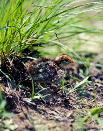 Conservation Managers Encourage Quail Habitat Development - The Rogue ...