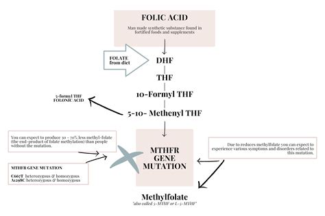 MTHFR Gene Mutation- What You Need To Know... | Prana Thrive