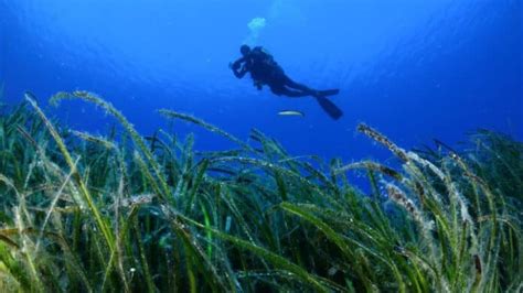 Posidonia Seagrass Meadows in Greece Reveal their Secrets - GreekReporter.com