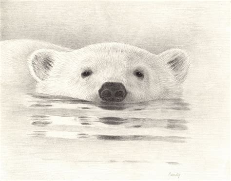 Polar Bear IV - Pencil drawing by Candy Witcher | Polar bear art, Polar bear drawing, Polar bear ...