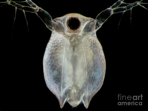 Water Flea Photograph by Laguna Design/science Photo Library - Pixels