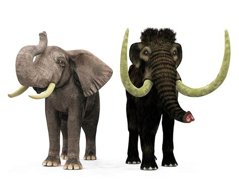 ¿cuál Es La Diferencia Entre Mamut Y Elefante | Images and Photos finder