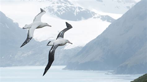 From Penguins to Albatrosses: 8 Birds to See in Antarctica ...