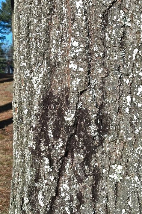 Bark Close Up 1 | Northern Red Oak (front of tree - East) | y2013carmac ...