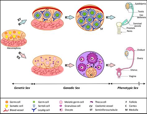 Frontiers | Role of the prion protein family in the gonads | Cell and Developmental Biology