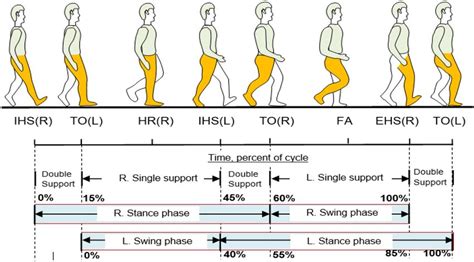 How Your Gait Cycle Impacts Your Health AposHealth®, 47% OFF