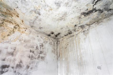 Preventing Mold After Water Damage: Total Care Restoration's Expert Tips