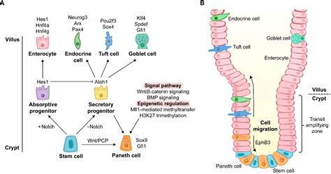 Frontiers | From birth to death: The hardworking life of Paneth cell in ...