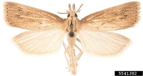 Asiatic rice borer, Chilo suppressalis (Lepidoptera: Crambidae) - 5541382