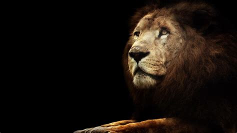 Lion On Black HD desktop wallpaper : Widescreen : High Definition ...