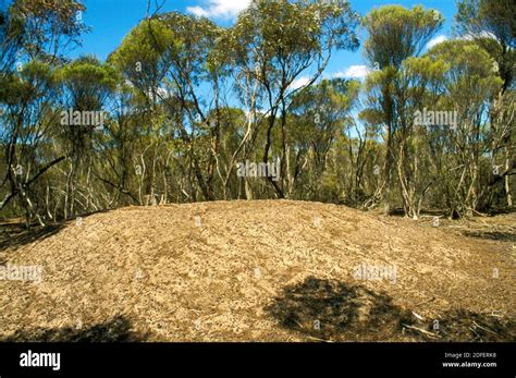 Century-old Malleefowl nest in the Mallee region, southeastern Australia Stock Photo - Alamy