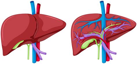 Anatomy Of The Liver Anatomy Drawing Diagram | Images and Photos finder