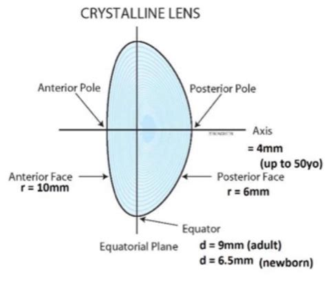 Crystalline lens (anatomy lab) Flashcards | Quizlet