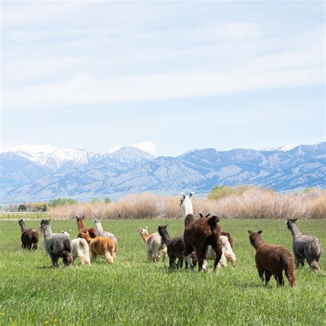 Alpaca & Llama Private Farm Tour Experience - Alpacas of Montana