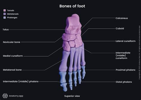 Tarsal bones | Encyclopedia | Anatomy.app | Learn anatomy | 3D models ...