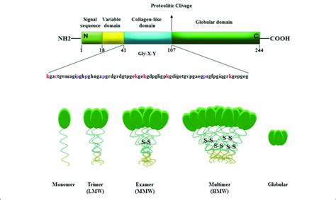 | Domains and molecular structure of adiponectin. Adiponectin is a 244... | Download Scientific ...