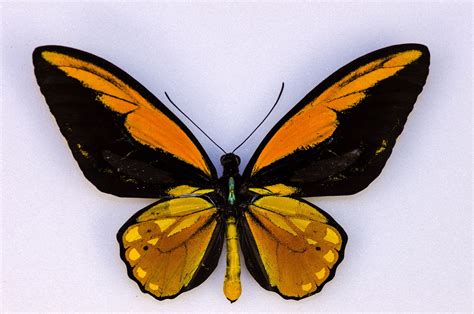 Wallace's Golden Birdwing Butterfly | Image of the Week | HHMI's ...