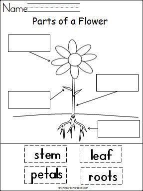 Free Parts of a Flower Labeling Worksheet | Made By Teachers | Parts of ...