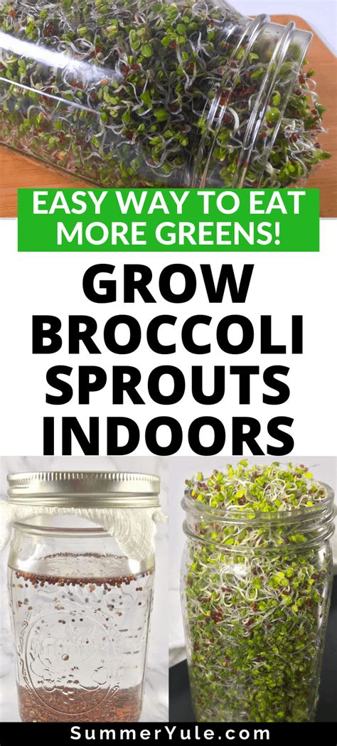 How to Grow Broccoli Sprouts (Sprouting Broccoli Seeds)