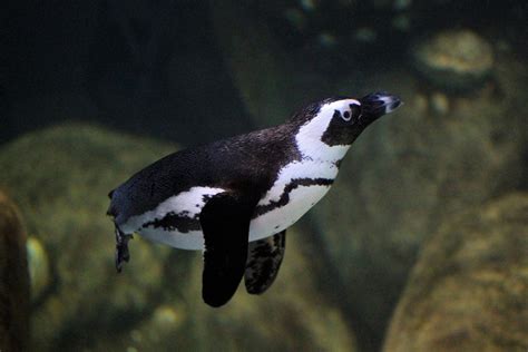 Penguin Adaptations (Grades 2 - 3) | Nature kids, Ocean habitat, Penguin adaptations