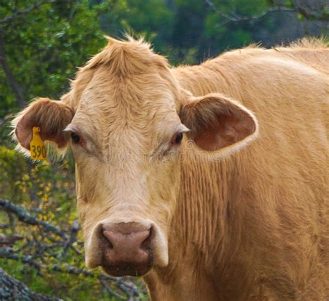 A Female Cow in a Pasture stock photo. Image of natural - 117480638