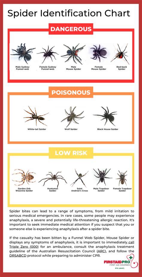 Spider Identification - FirstAidPro