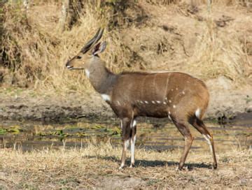 Bushbuck hunting in Zimbabwe - BookYourHunt.com