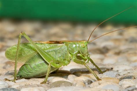 Free photo: Katydid - Camouflage, Grasshopper, Green - Free Download ...