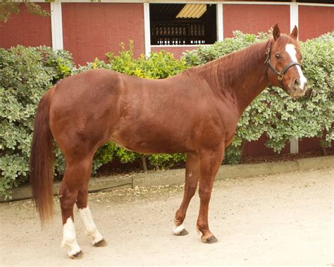 Good-Bye Dear Charlie Horse | Red Bucket Equine Rescue