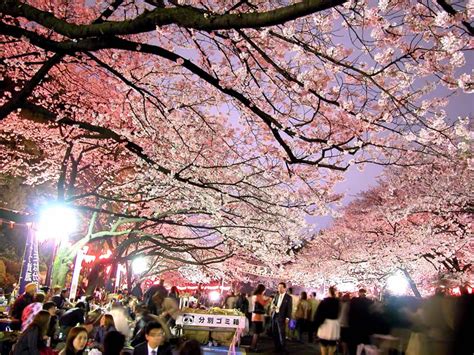 Ueno Park Cherry Blossoms - Japan Web Magazine