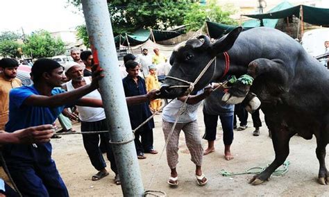 Sacrificial animals - Newspaper - DAWN.COM