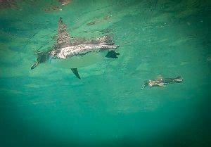 Secrets to Swimming With Galapagos Penguins