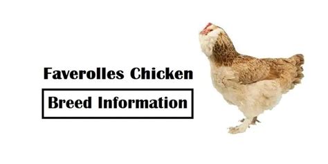 Faverolles Chicken Breed Information | Poultry Care Sunday