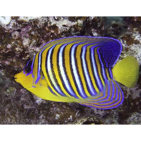 Regal Angelfish (Red Sea) | Quarantined Fish