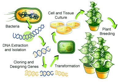 TRANSGENIC CROPS: HOW GENETICS IS PROVIDING NEW WAYS TO ENVISION AGRICULTURE | SCQ