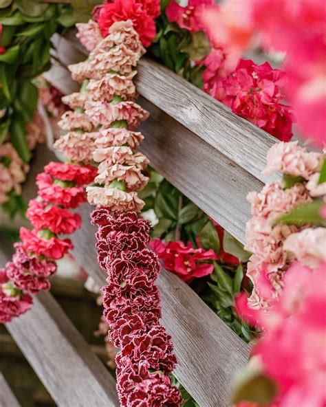 Carnations....Once highly contested, these beauties have been making a ...