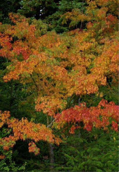 Seiryu Fall color | Plant leaves turning yellow, Hardy plants, Acer ...